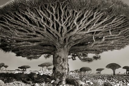 Beth Moon – Selected works 1999-2011